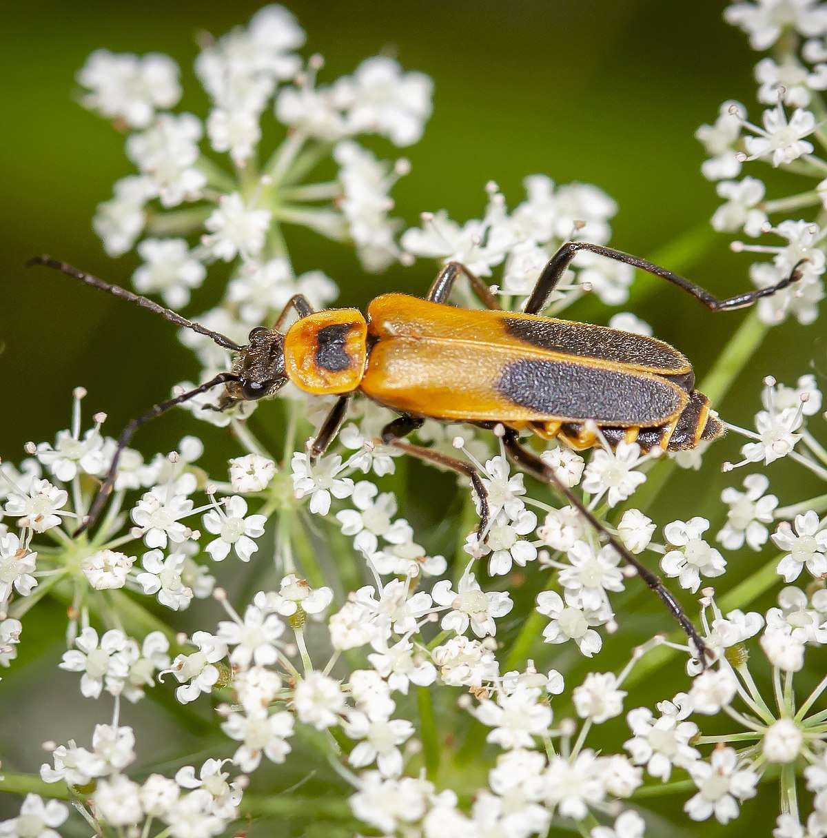 Goldenrod Soldier Beetle