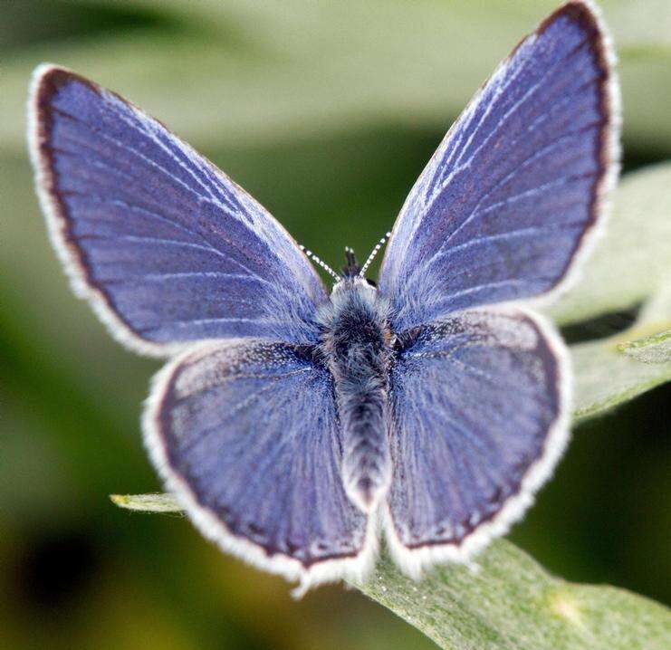 Gossamer Wing Butterfly