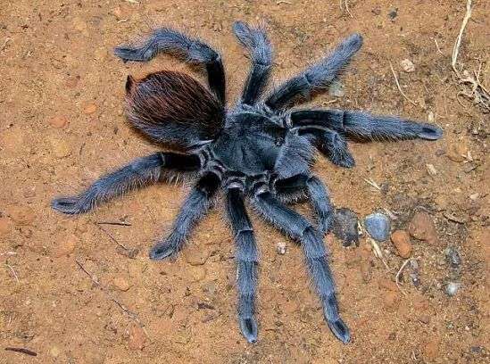 Grand Canyon Black Tarantula