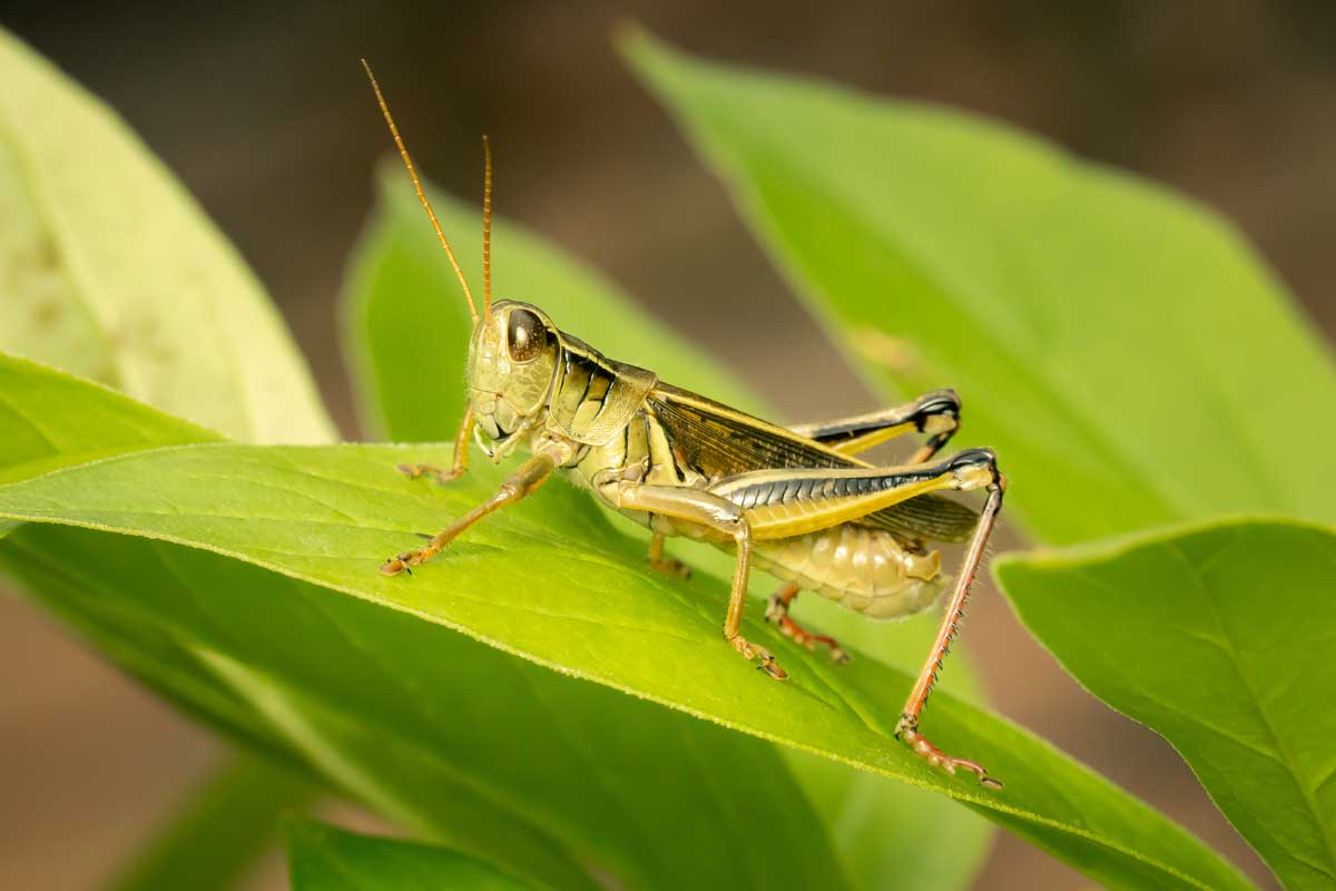 Grasshoppers