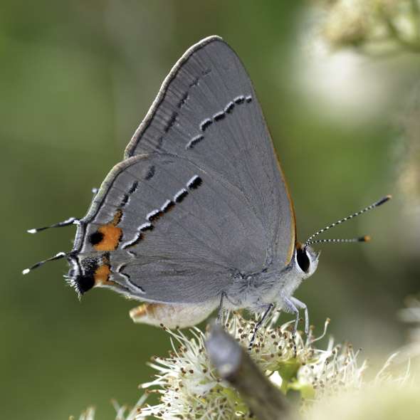 Gray Hairstreak Butterfly