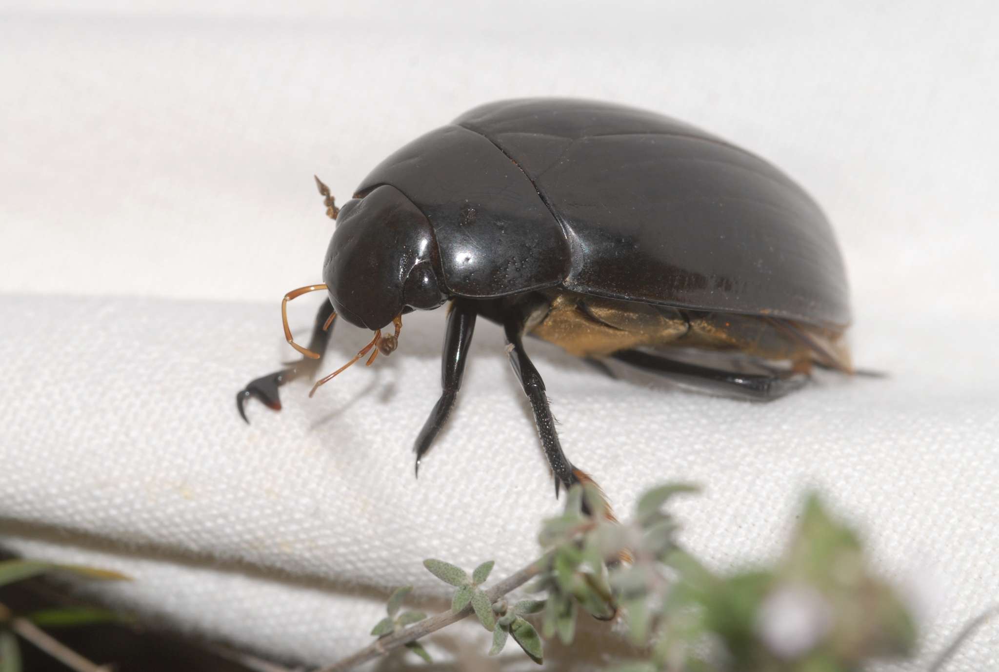 Great Silver Water Beetle