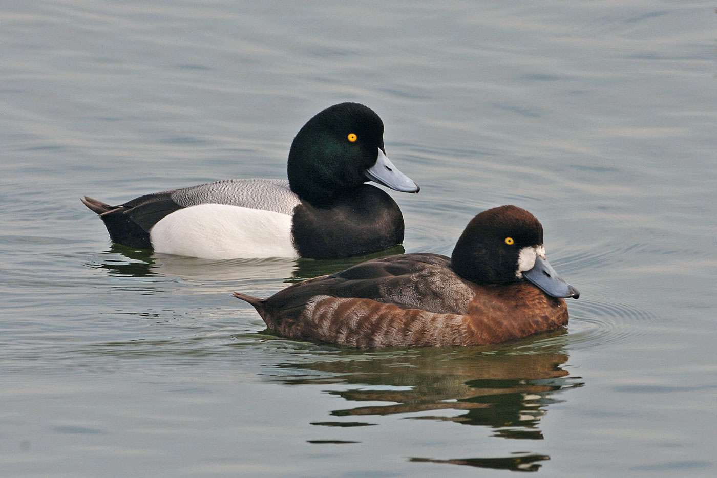 Greater Scaup Duck