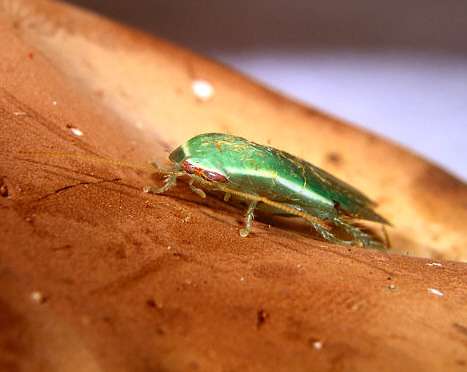 Green Banana Cockroach