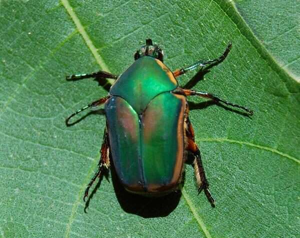Green June Beetle