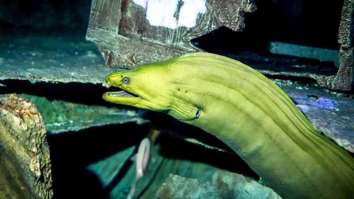 Green Moray Eel