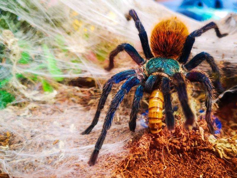 Green Bottle Blue Tarantula