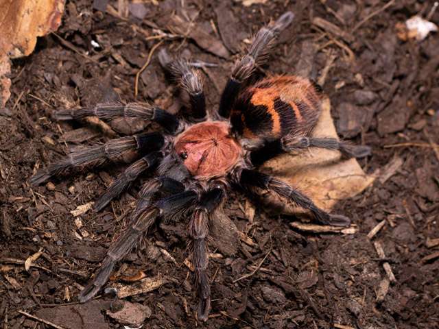 Guatemalan Tiger Rump Tarantula