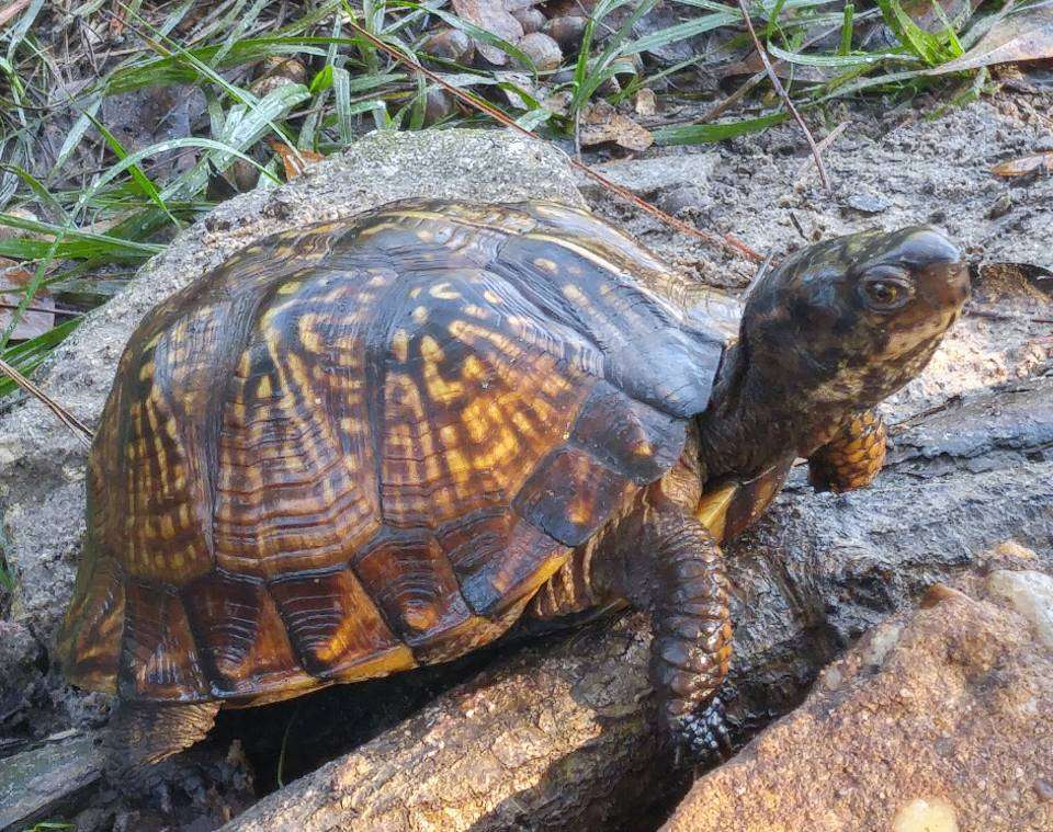 Gulf Coast Box Turtle