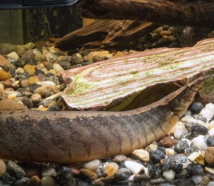 Half Banded Spiny Eel