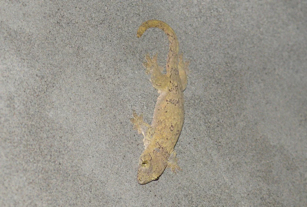 Halmahera Gecko