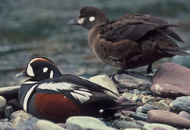 Harlequin Duck