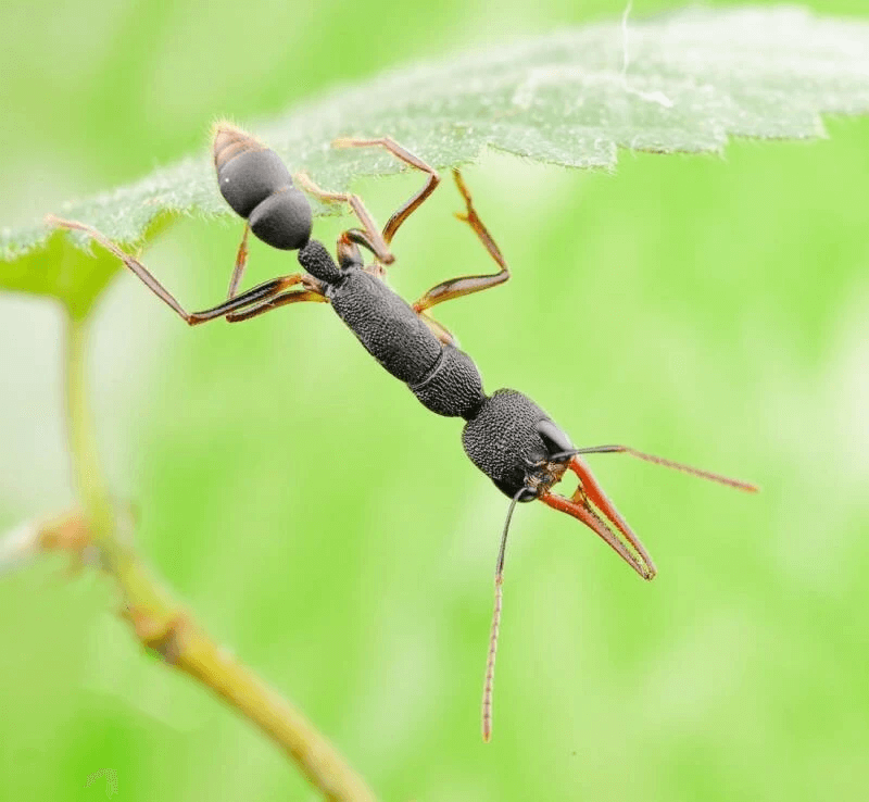 Harpegnathos ventor