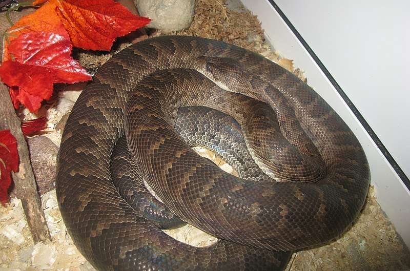 Hispaniolan Boa