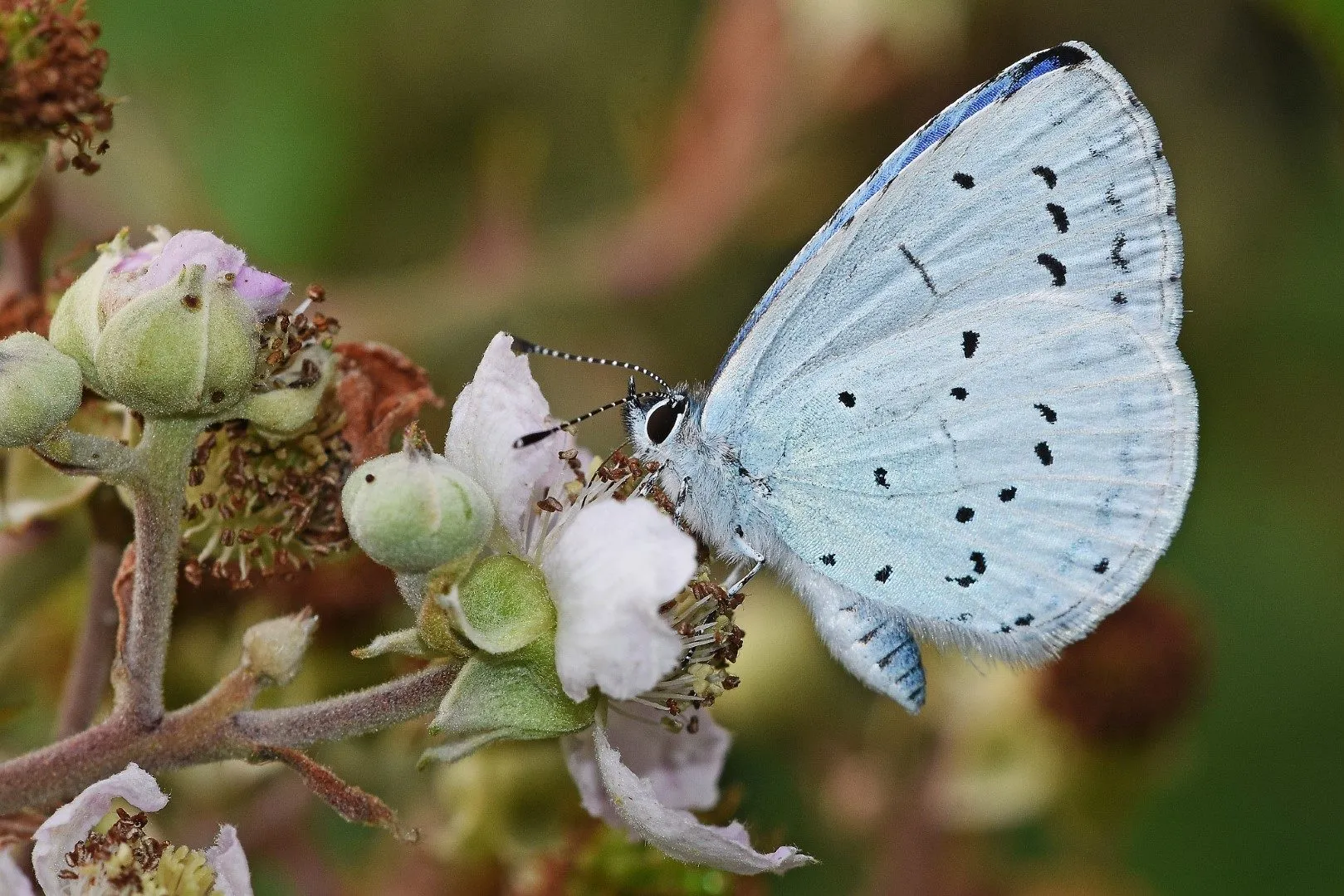 Holly Blue Butterfly