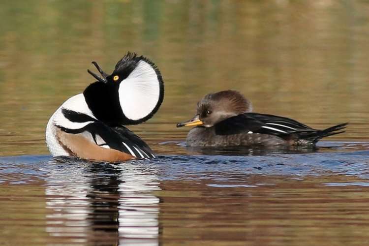 Hooded Merganser Duck