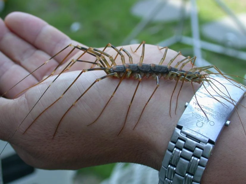 House Centipede