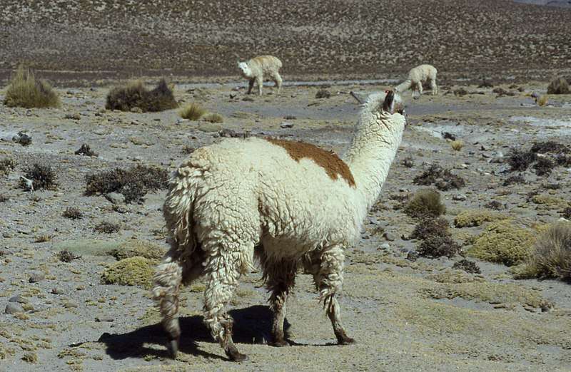 Huacaya Alpaca