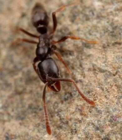Hypoponera