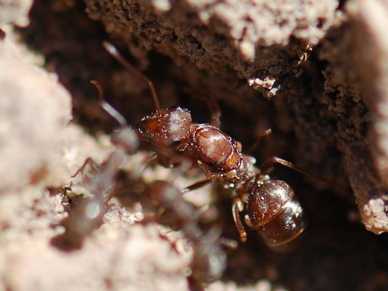 Iberoformica subrufa