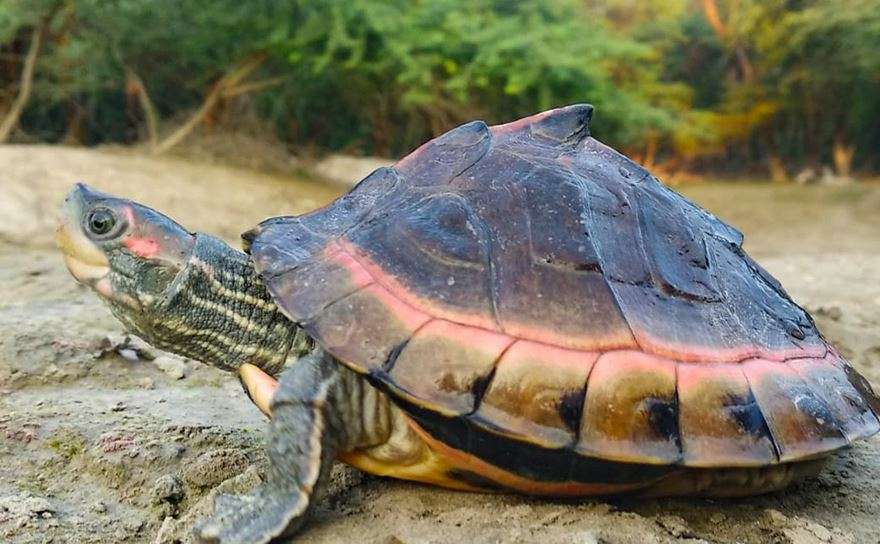 Indian Tent Turtle