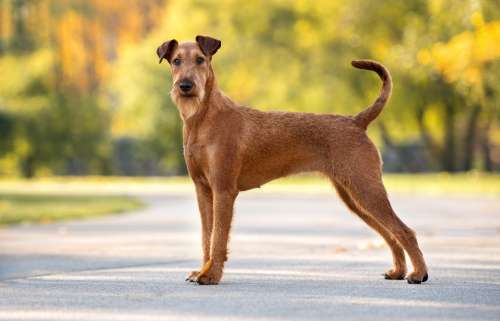 Irish Terrier