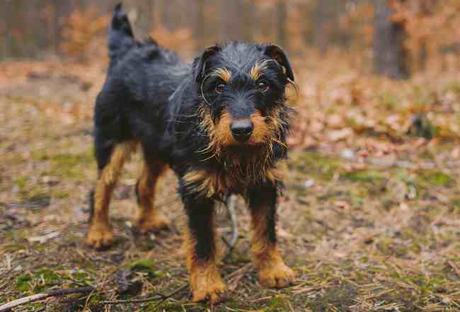 Jagdterrier