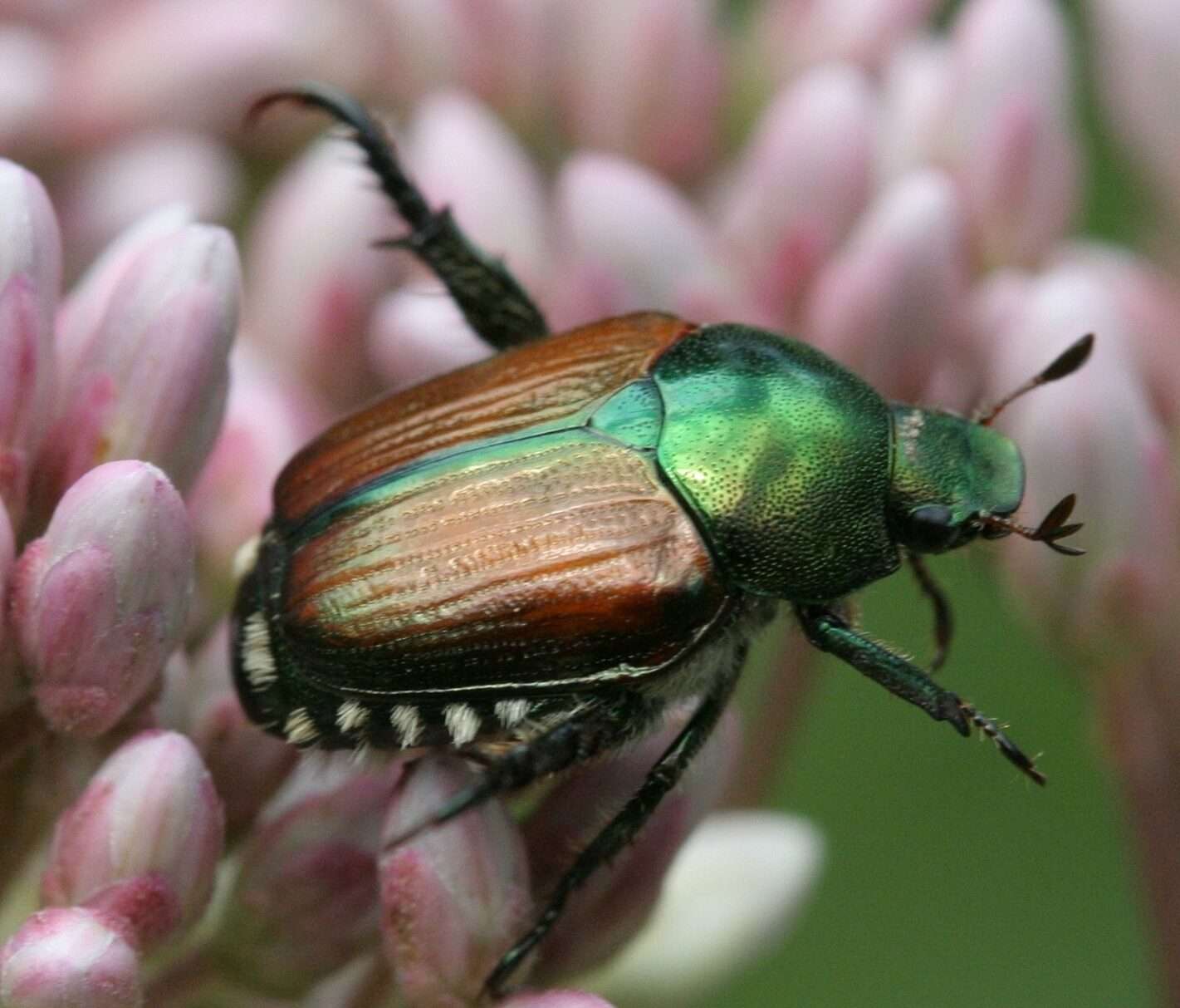 Japanese Beetle