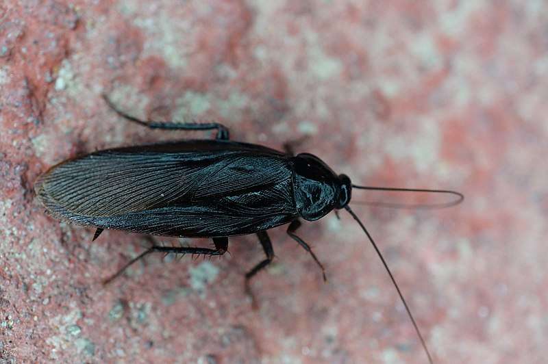 Japanese Cockroach