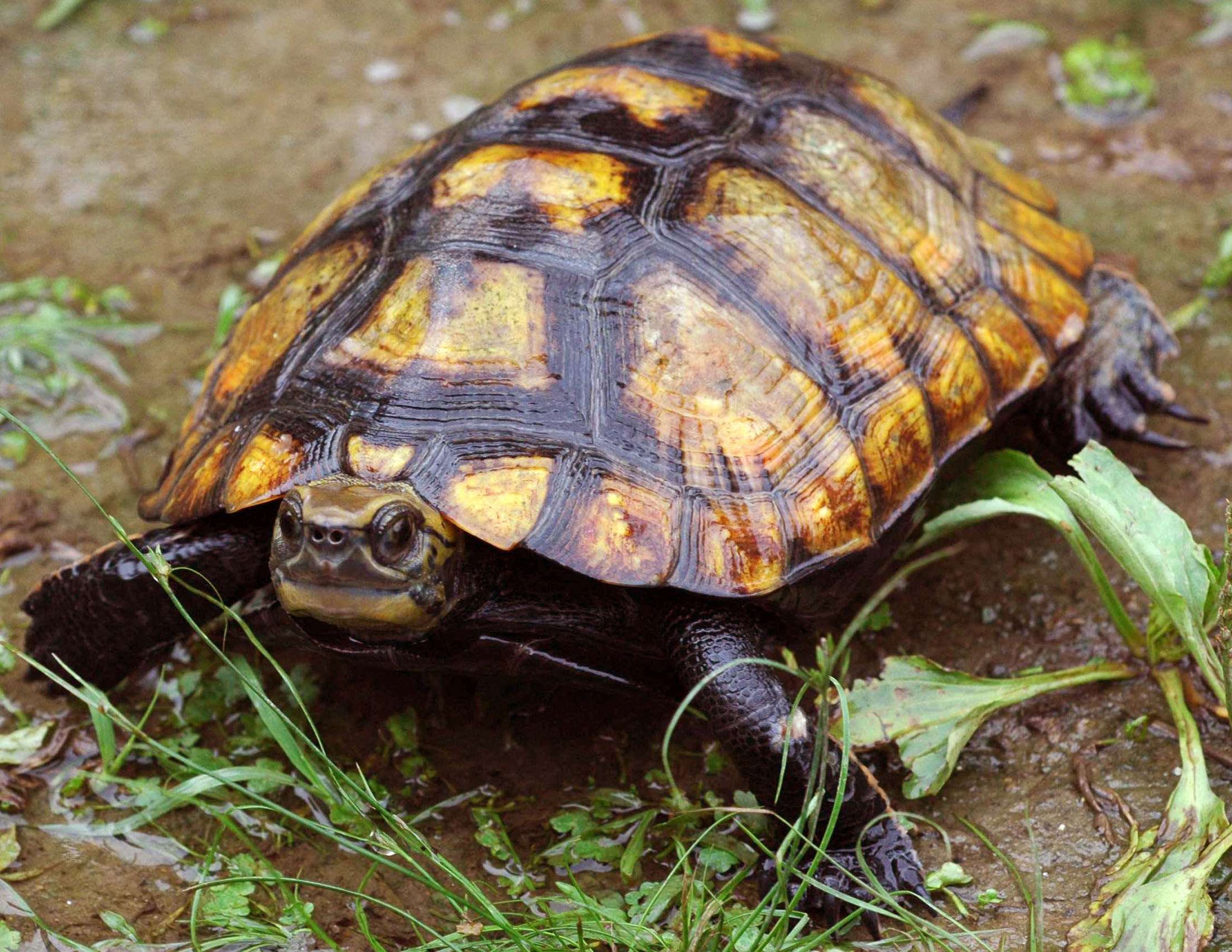 Japanese Pond Turtle