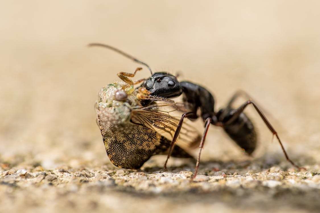Japanese Carpenter Ant