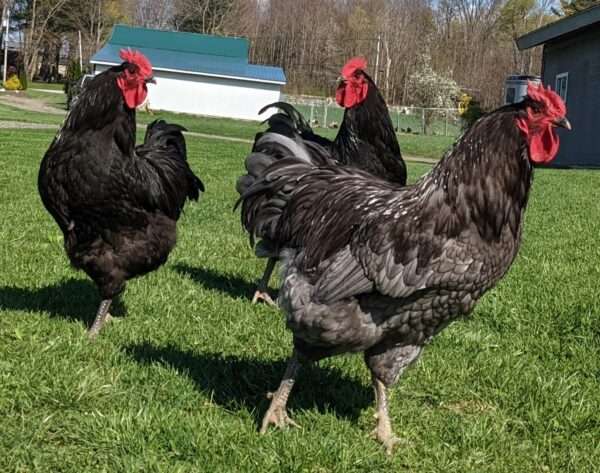 Jersey Giant Chicken