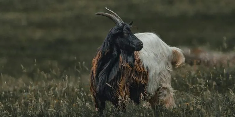 Kaghani Goat