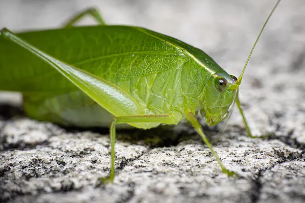 Katydids