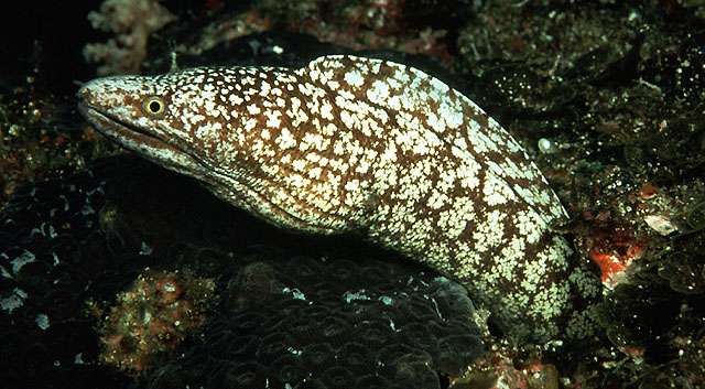Kidako Moray Eel