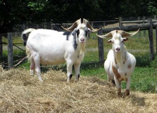 Kikos Goat