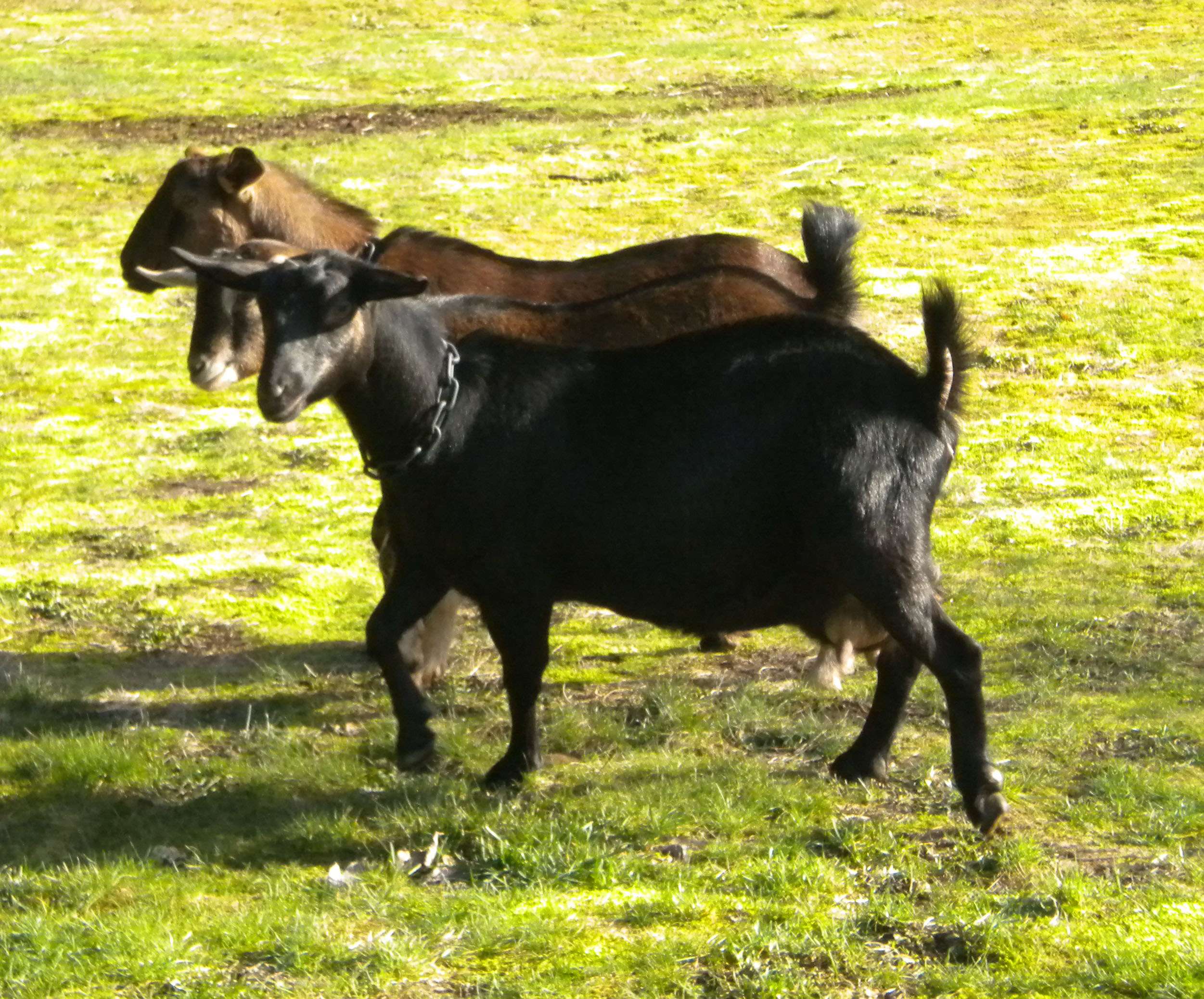Kinder Goat