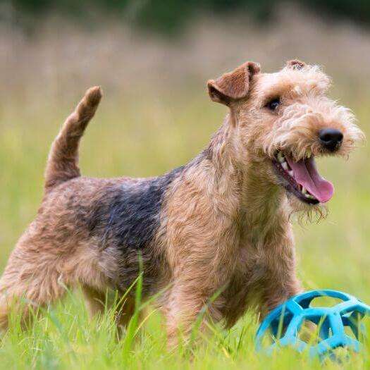 Lakeland Terrier