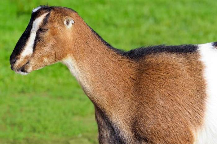 Lamancha Goat
