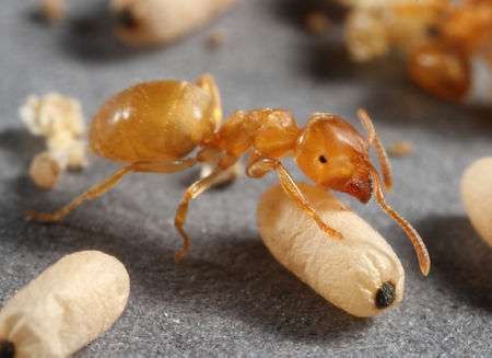 Lasicus