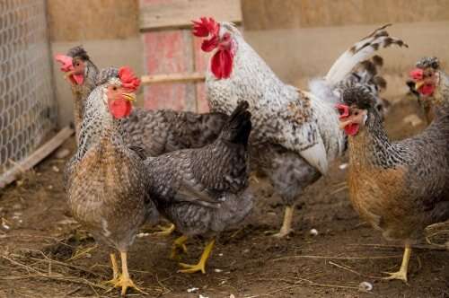 Leghorn Chicken