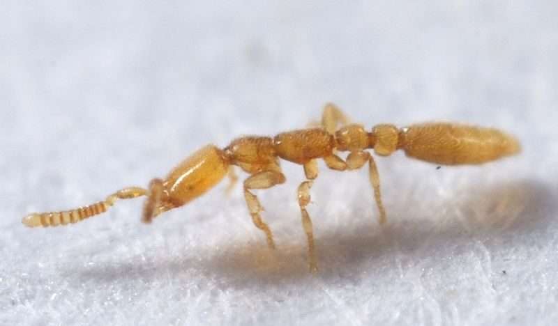 Leptanilla