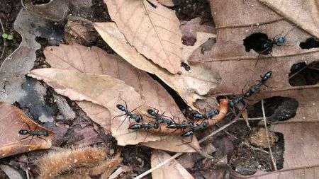 Leptogenys