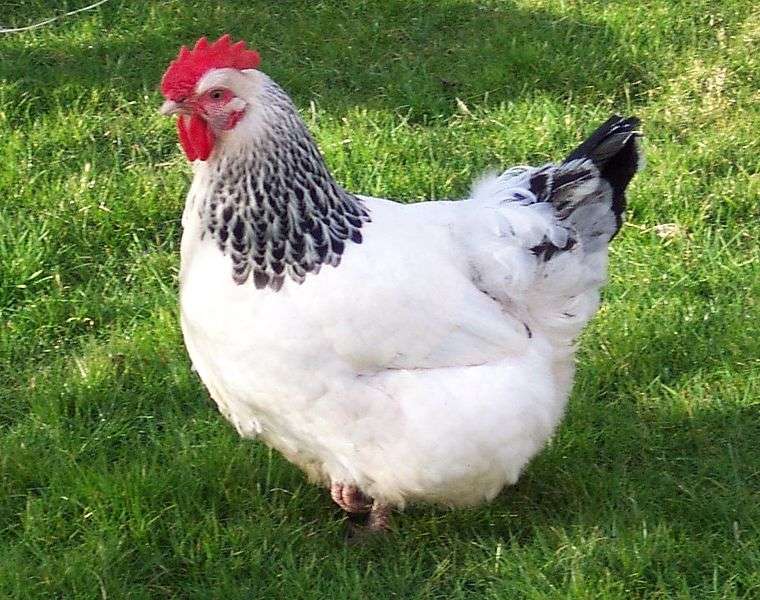 Sussex Chicken