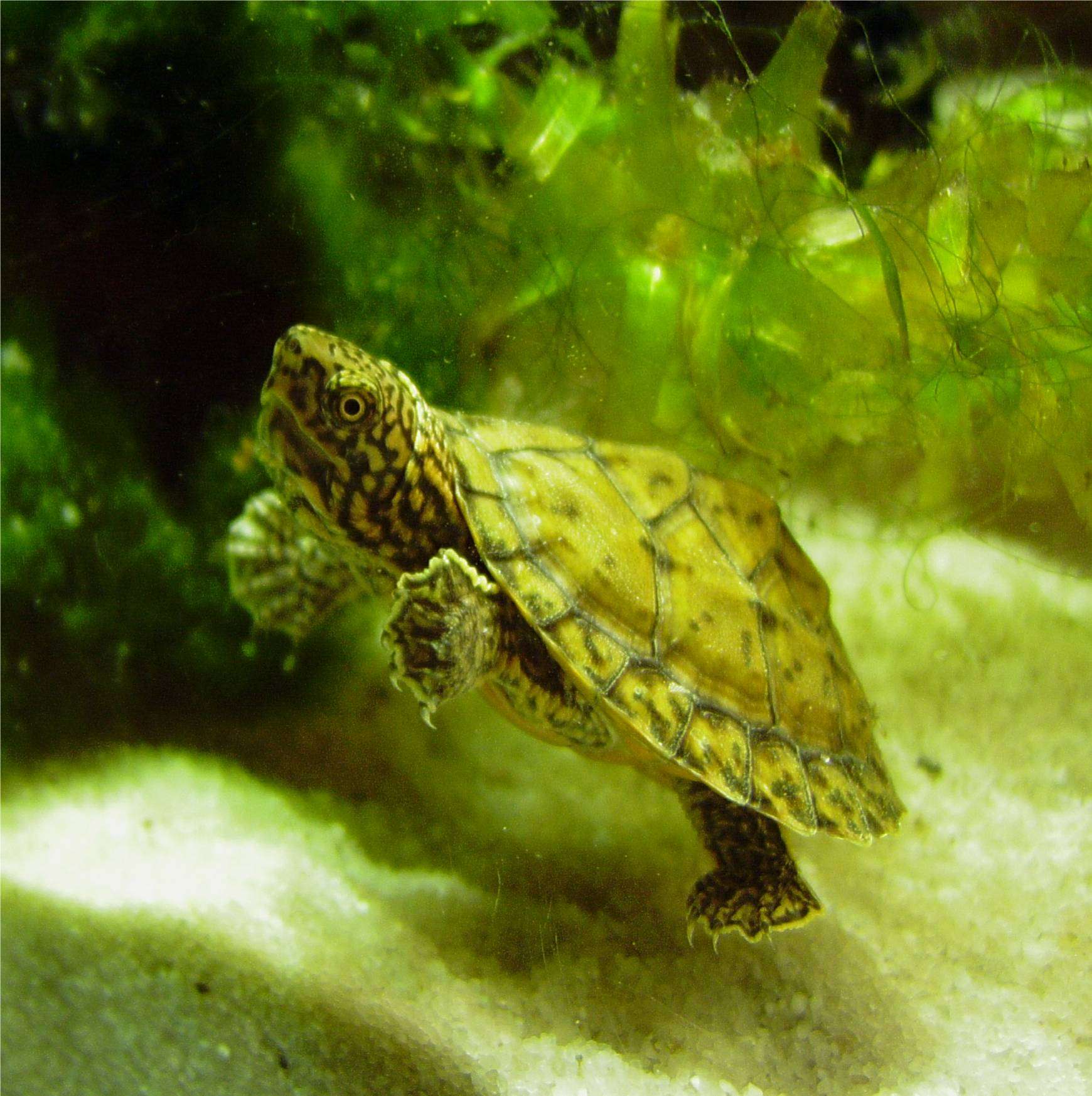 Loggerhead Musk Turtle