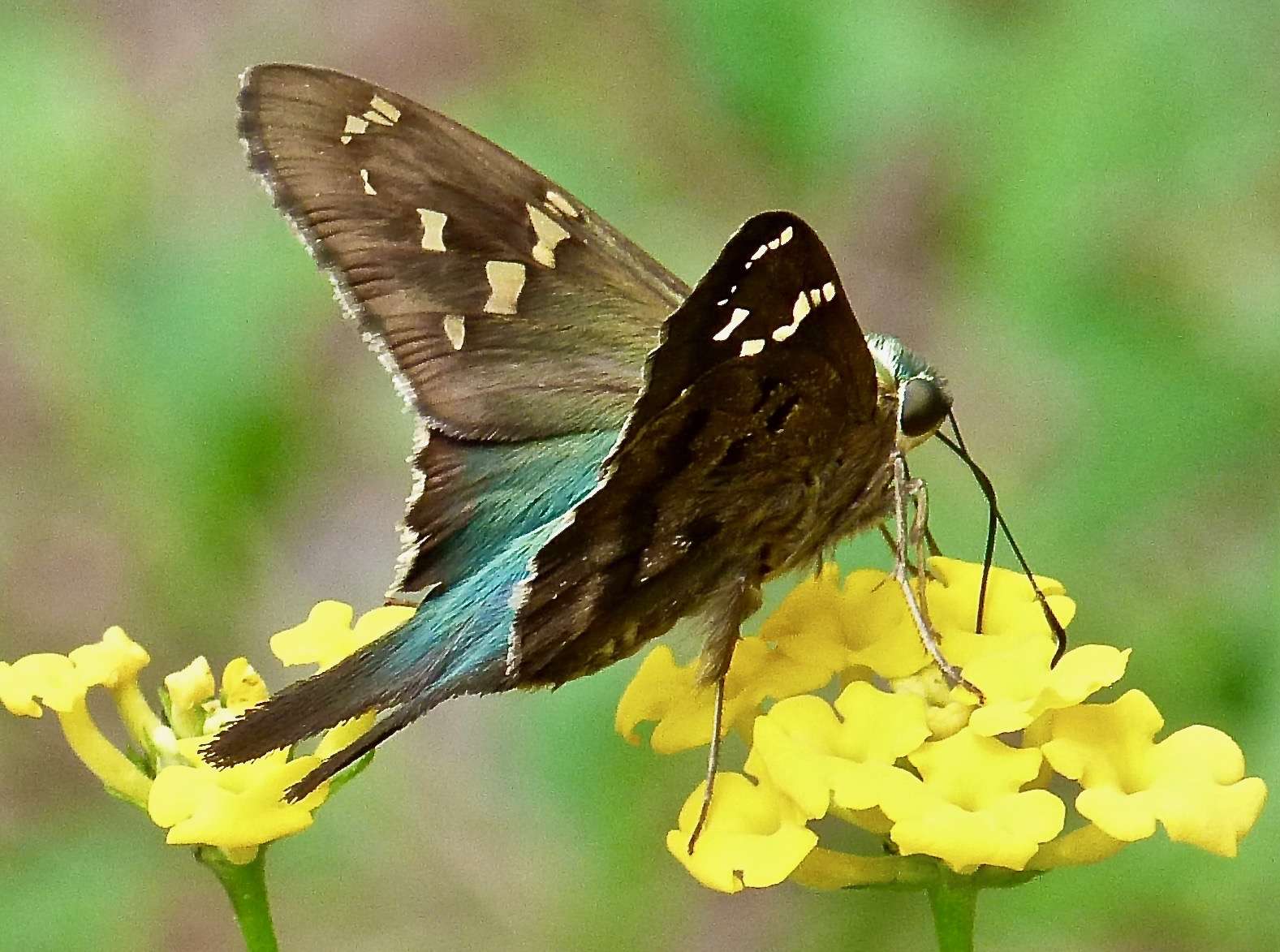 Long-Tailed Skipper Butterfly