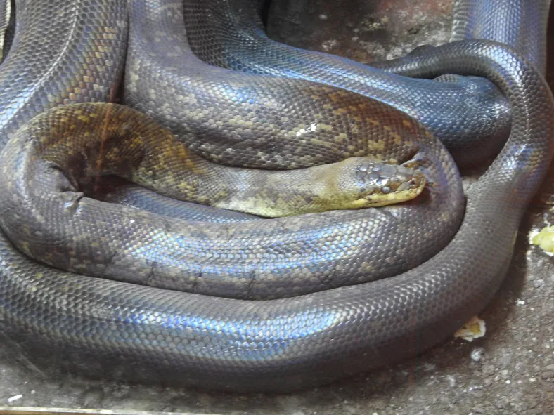 Maclot's Python