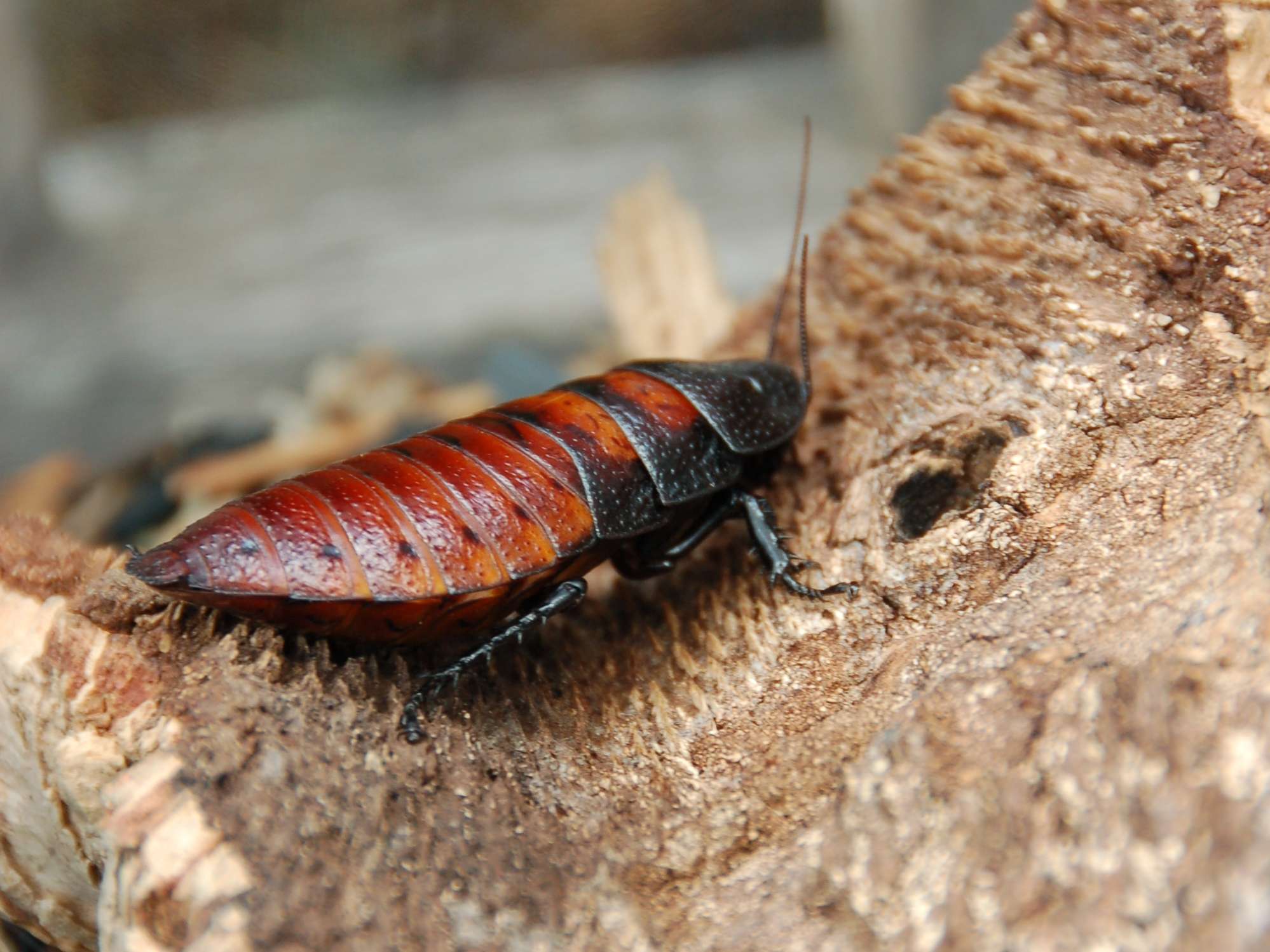 Madagascar Hissing Cockroach