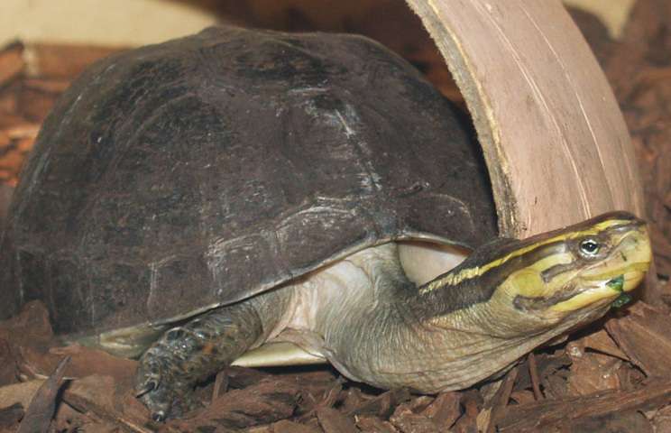 Malaysian Box Turtle