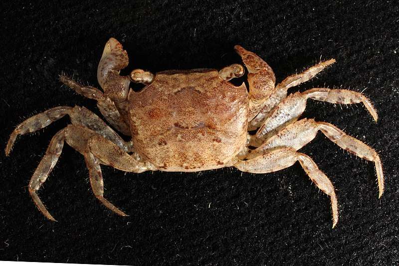 Marble Batik Crab